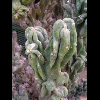 Cereus jamacaru, forme monstrueuse (fam Cactacees) (Bresil) (3)